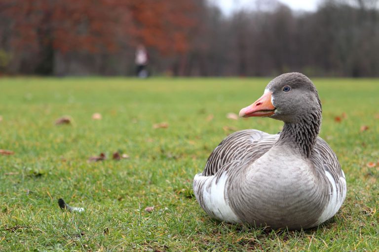 grey duck sitting grass with blurred background (1)